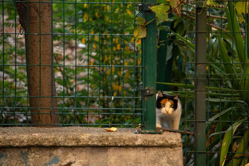 Moda: Istanbul's Historic Waterfront Quarter
