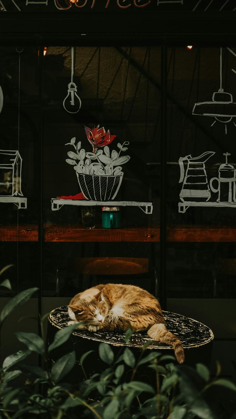 Cihangir: Istanbul's Bohemian Haven